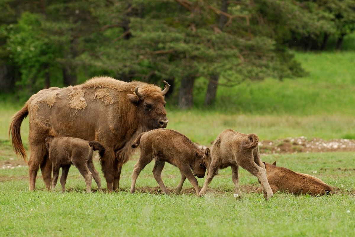 Réserve biologique des monts d'Azur