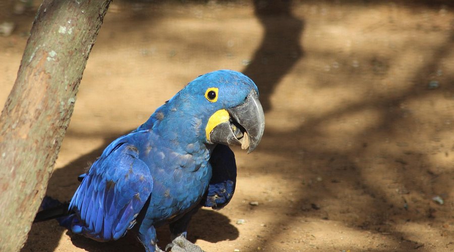 Jardin zoologique tropical
