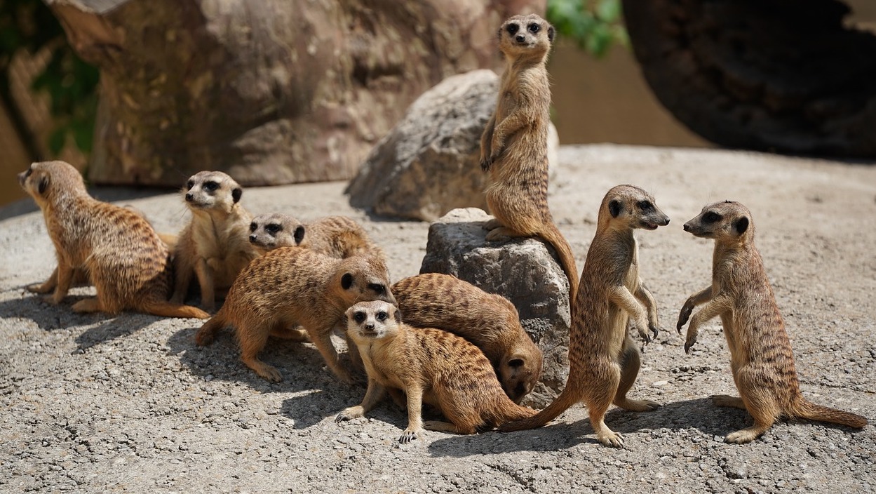 Jardin zoologique tropical