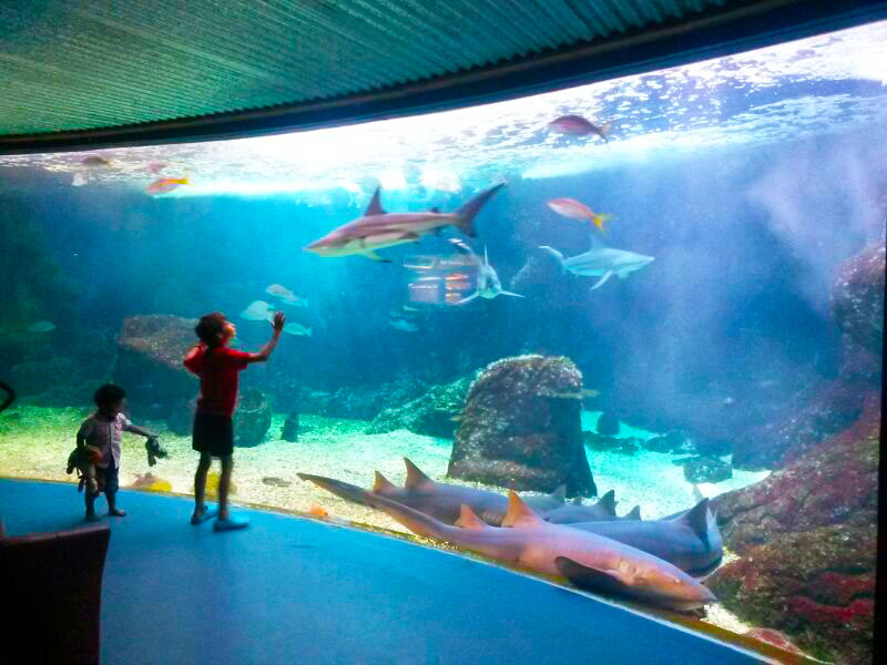 Aquarium de la Guadeloupe