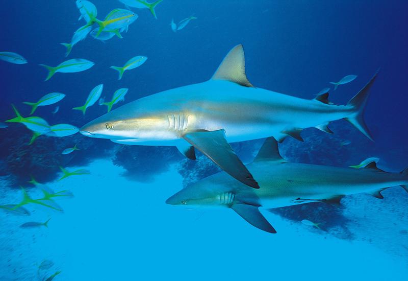 Aquarium de la Guadeloupe