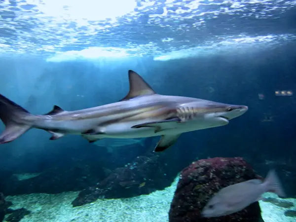 Aquarium de la Guadeloupe