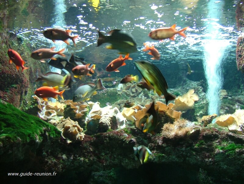 Aquarium de La Réunion
