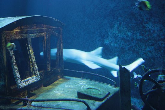 Aquarium de La Réunion