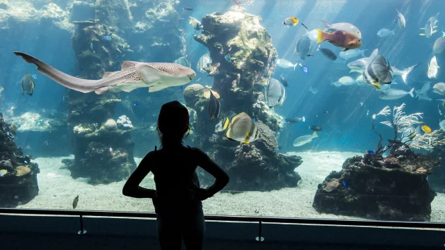 Aquarium des lagons