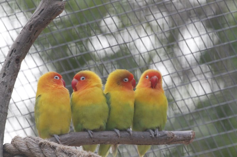 Parc zoologique et forestier Michel-Corbasson