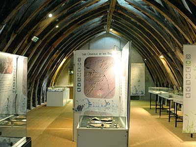 musée paléontologique