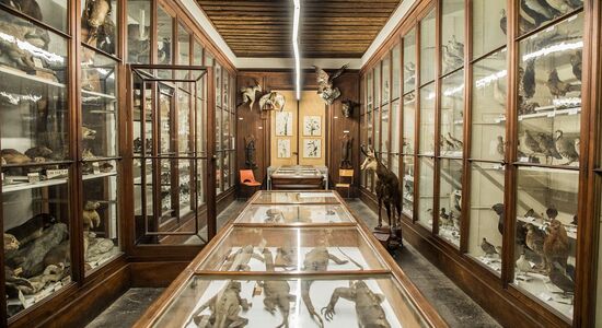 Museum d'Histoire Naturelle