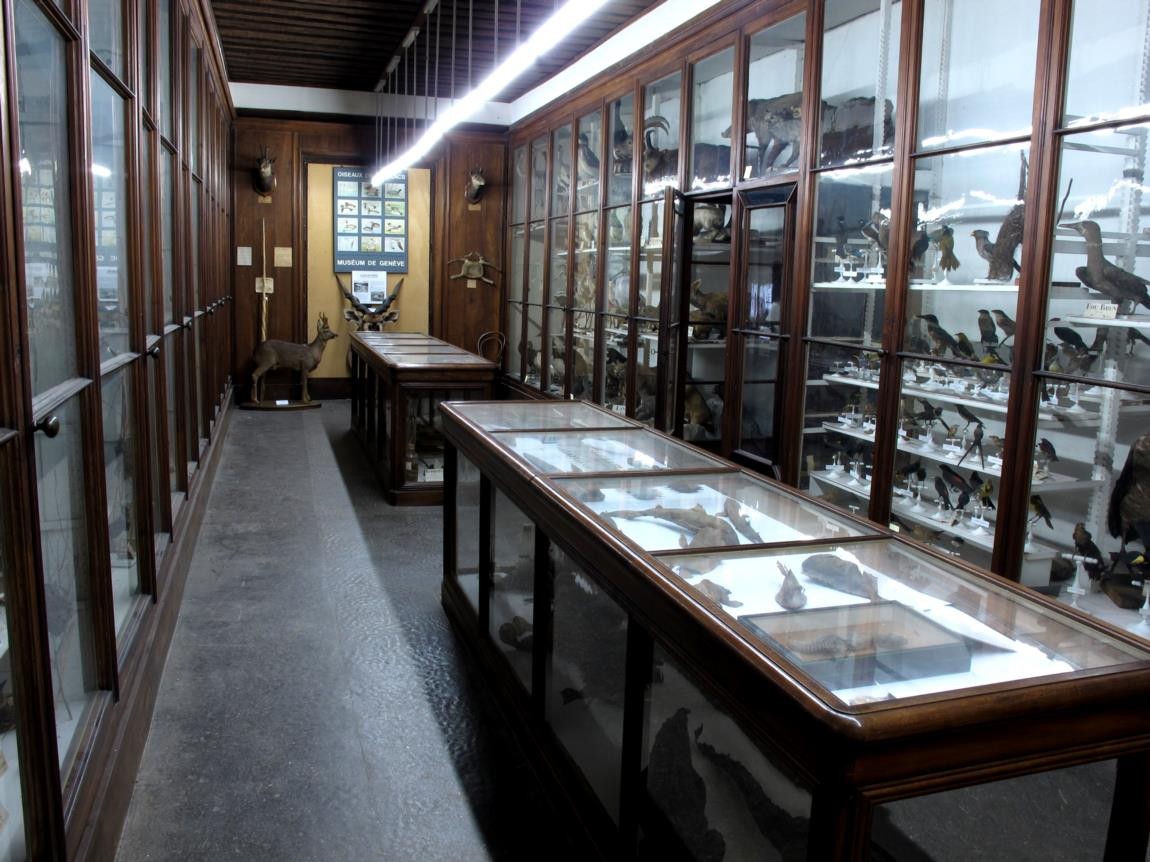 Museum d'Histoire Naturelle