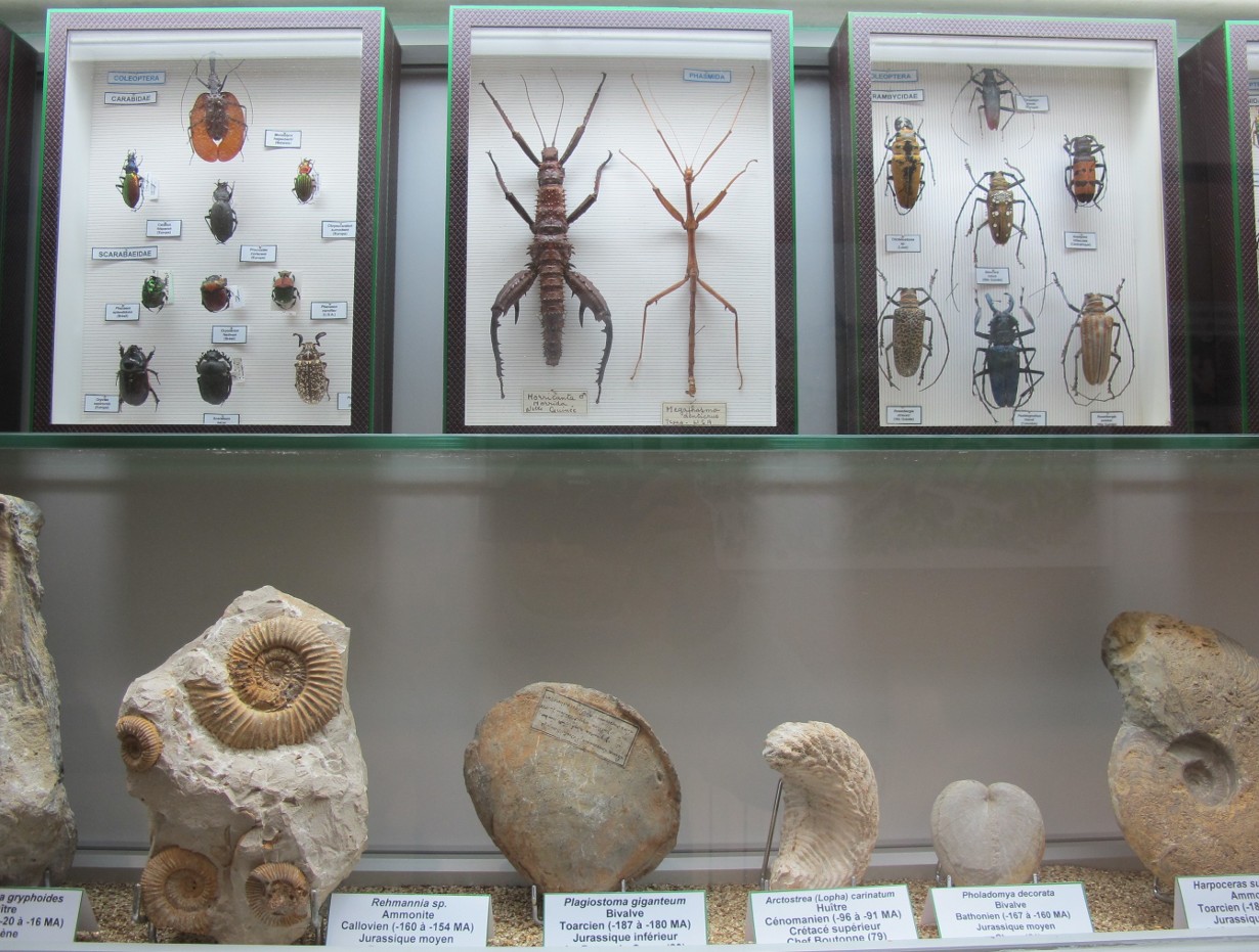 Museum d'Histoire Naturelle