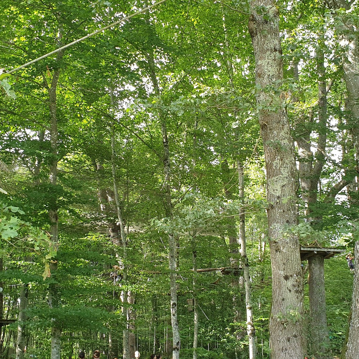 Arbres et Sens Aventures