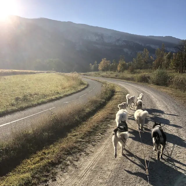 Au coeur des loups