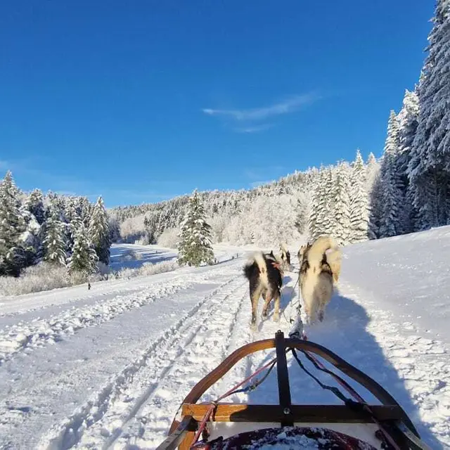 Au coeur des loups