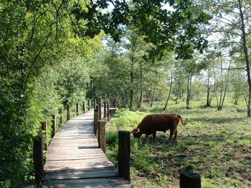 Réserve naturelle nationale du marais de Lavours