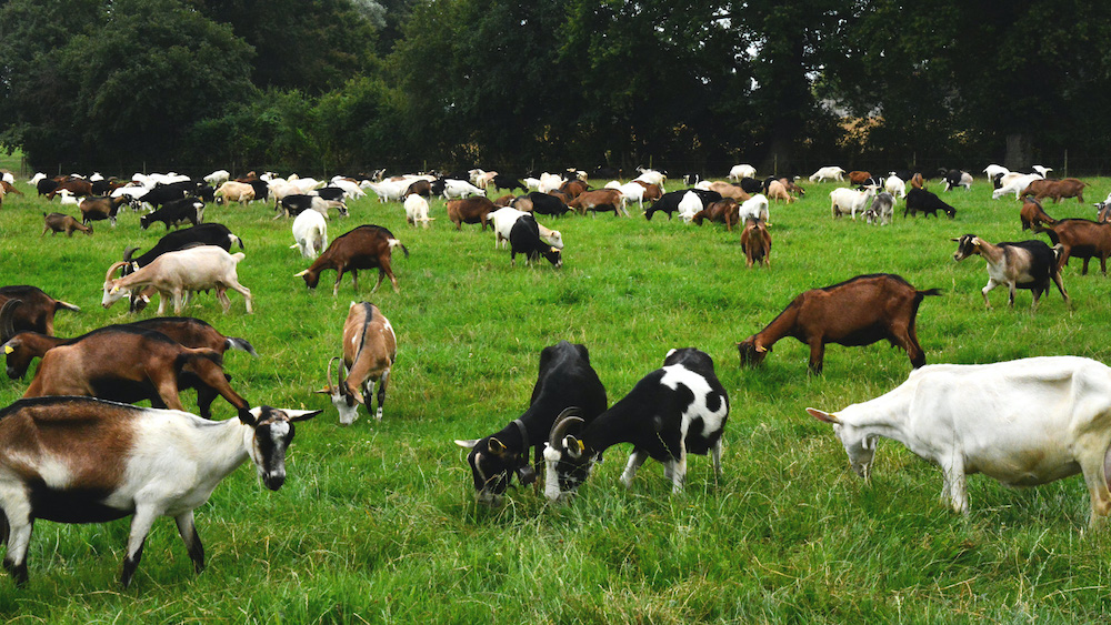 Ferme des Pampilles