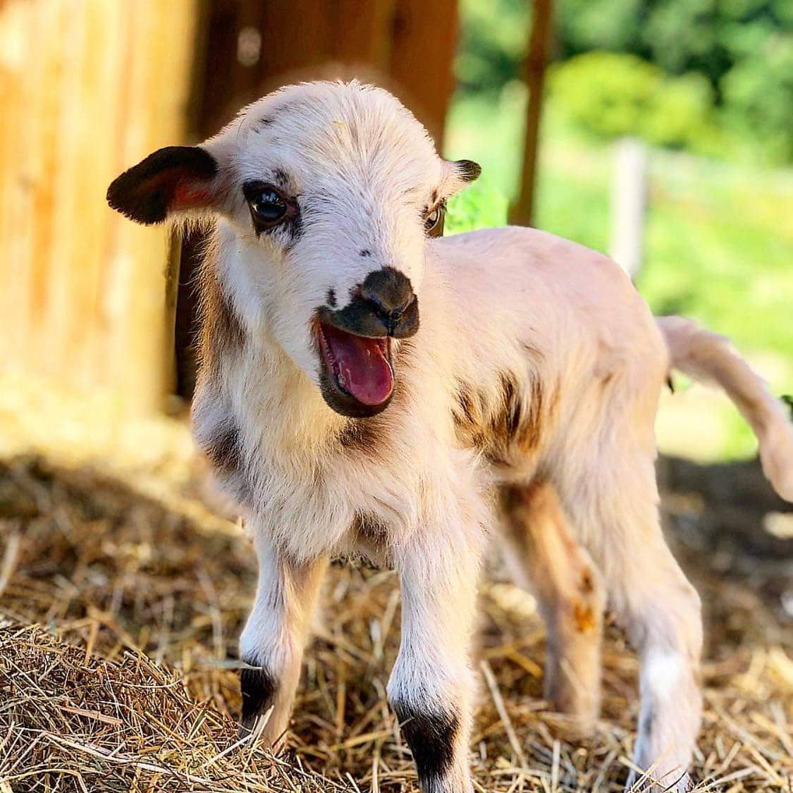Ferme Découvertes les 2 cocottes