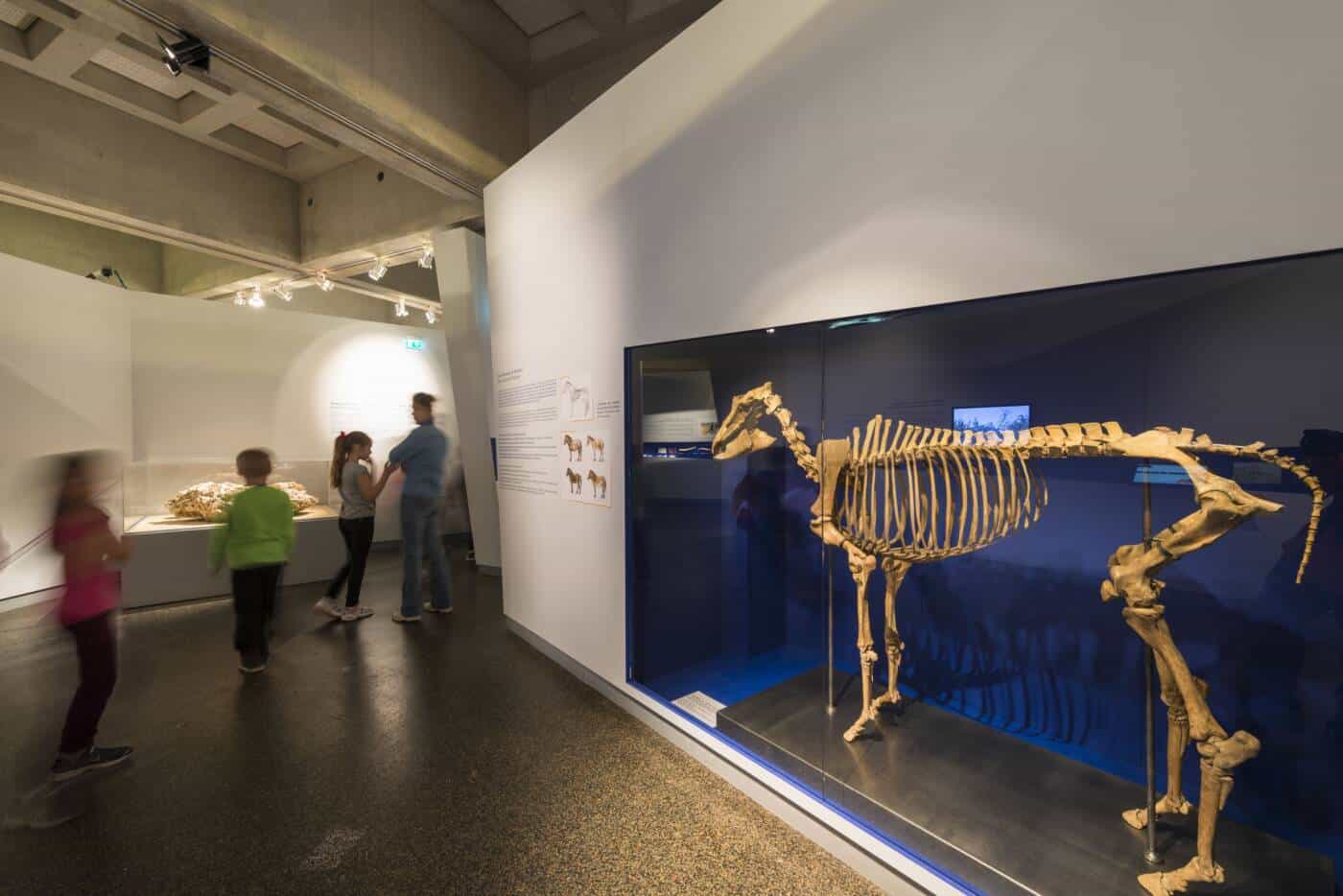 musée départemental de préhistoire