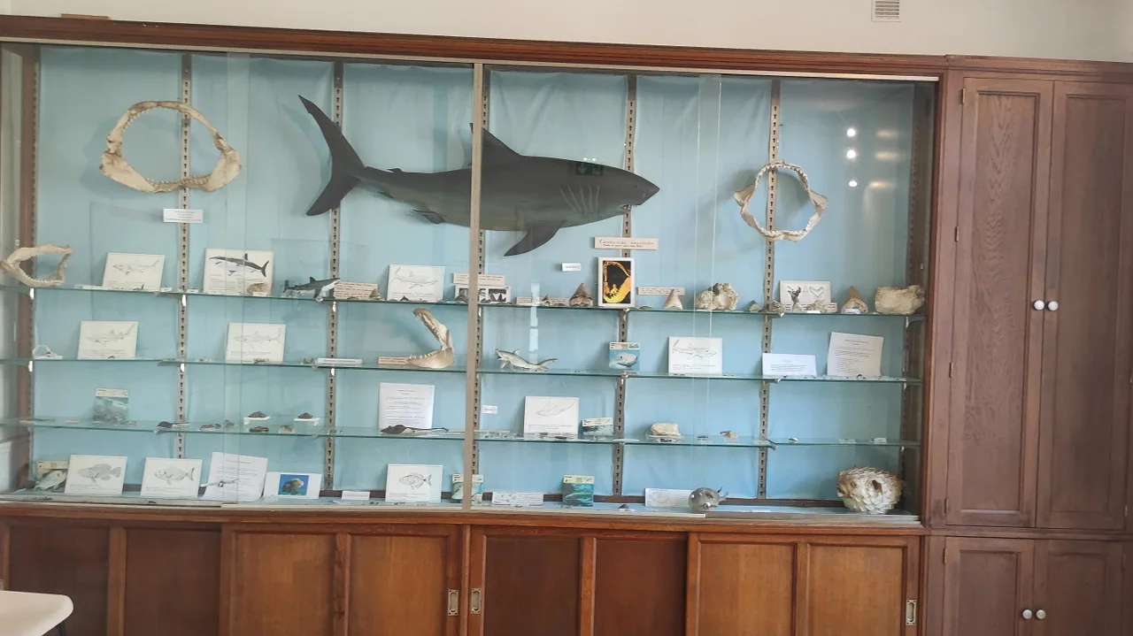 musée du Savignéen