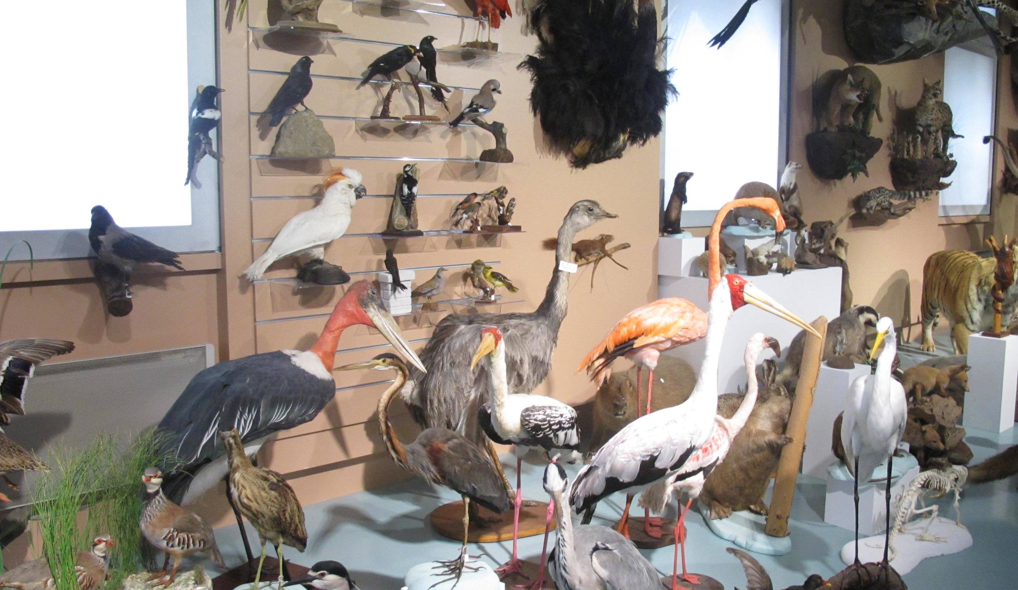 Muséum d’Histoire naturelle