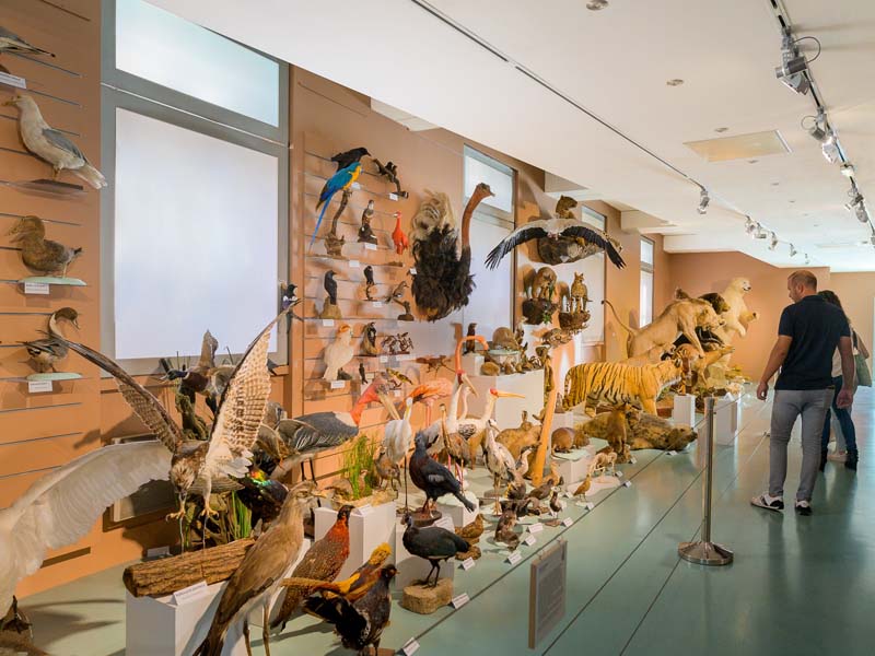Muséum d’Histoire naturelle