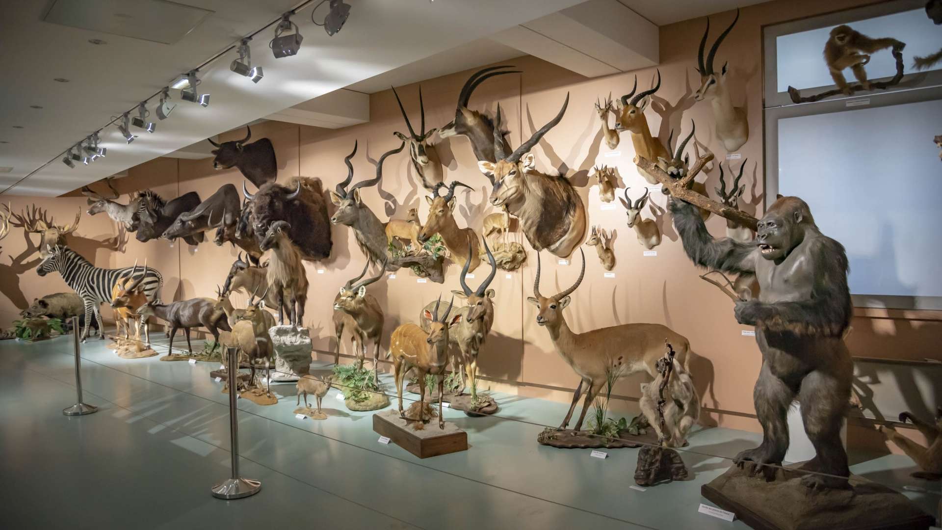 Muséum d’Histoire naturelle