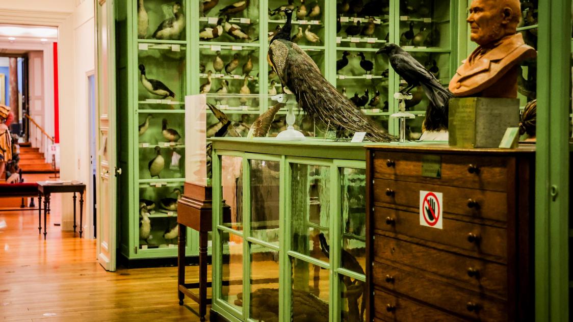 Musée des Beaux-Arts et d'Archéologie