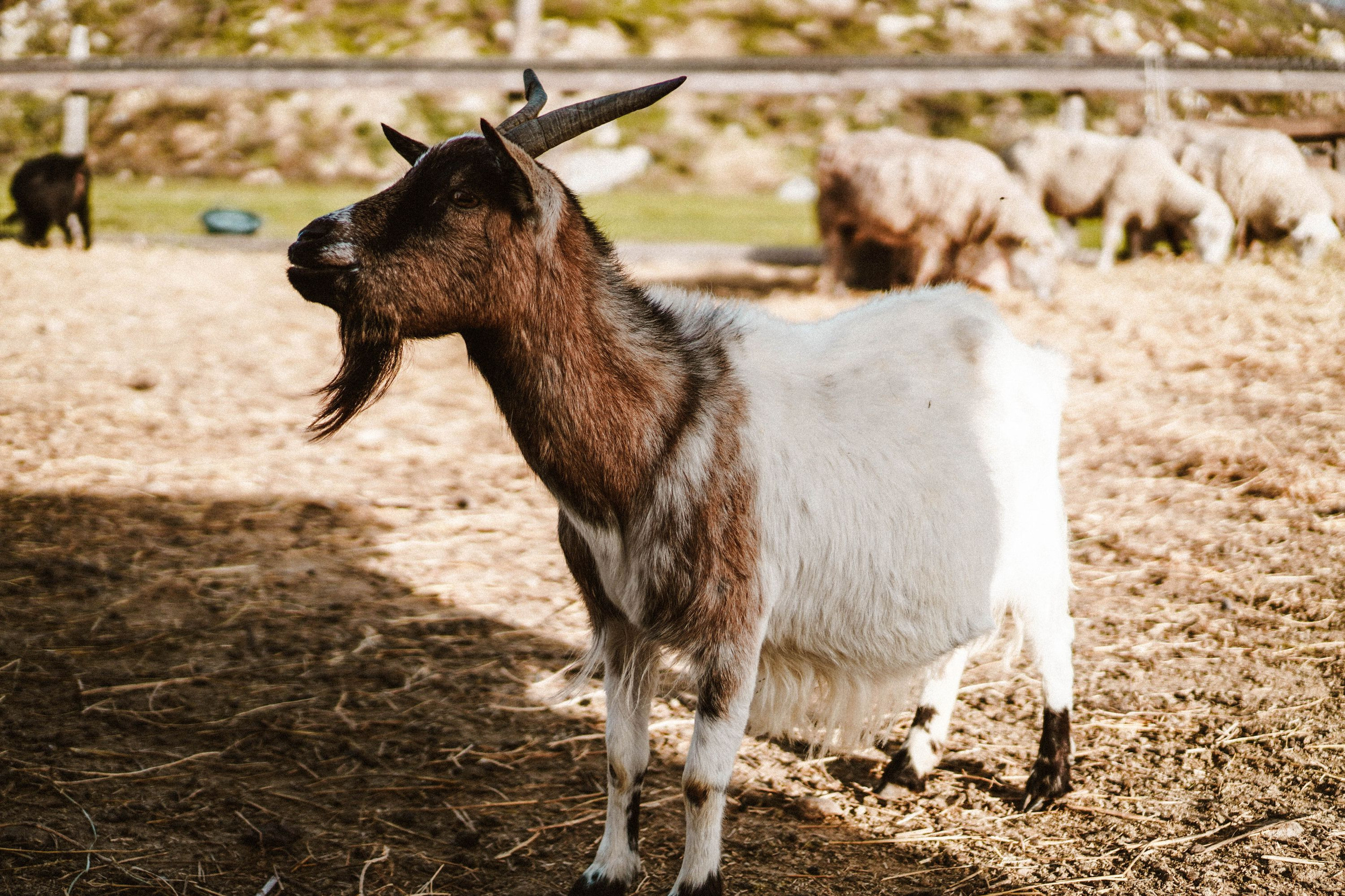 La ferme de Zoé