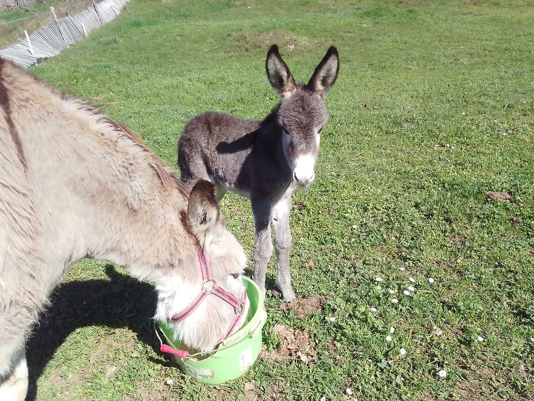 Ferme Juli'Anesse