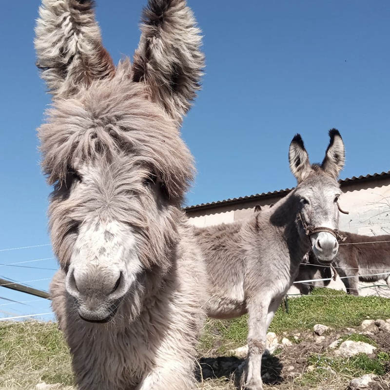 Ferme Juli'Anesse