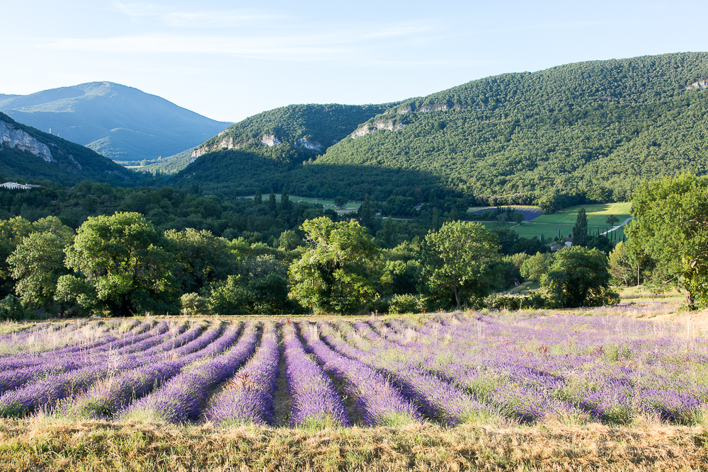 L'essentiel de Lavande