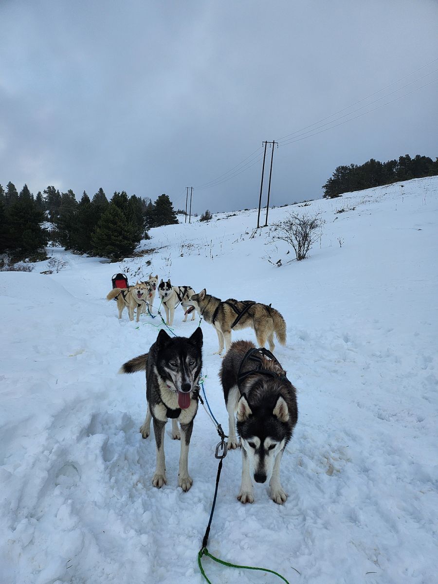Doggysport85