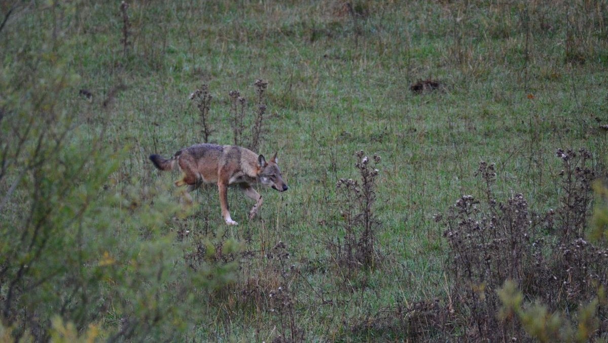 Sur les traces du loup