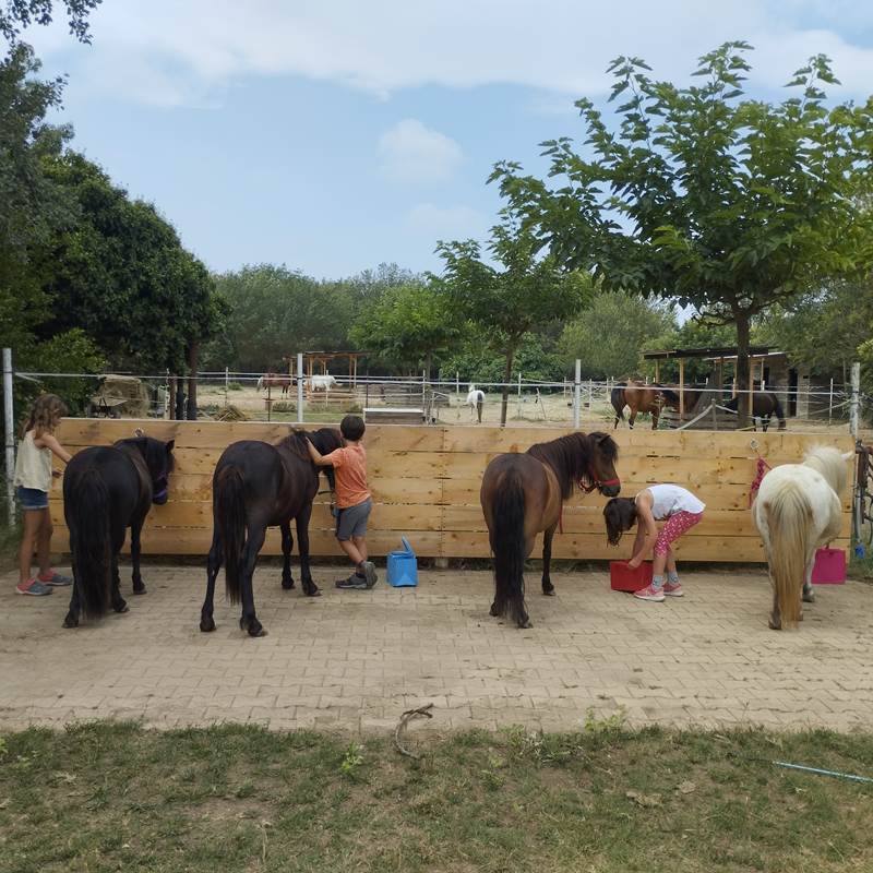 Balade et soins du poney