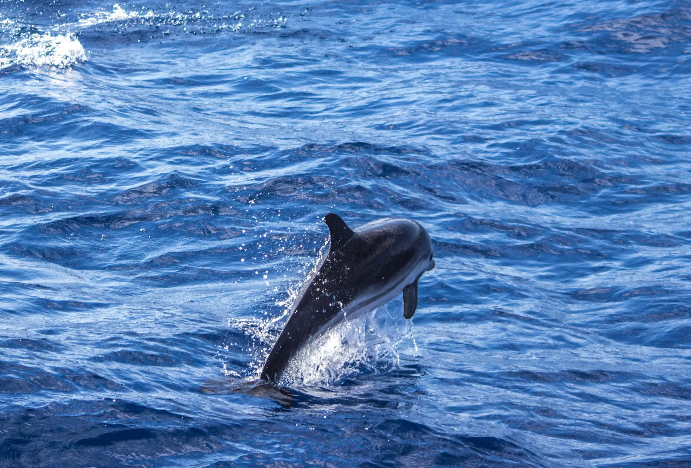 Au départ de Villefranche-sur-Mer : visite guidée d'observation des dauphins