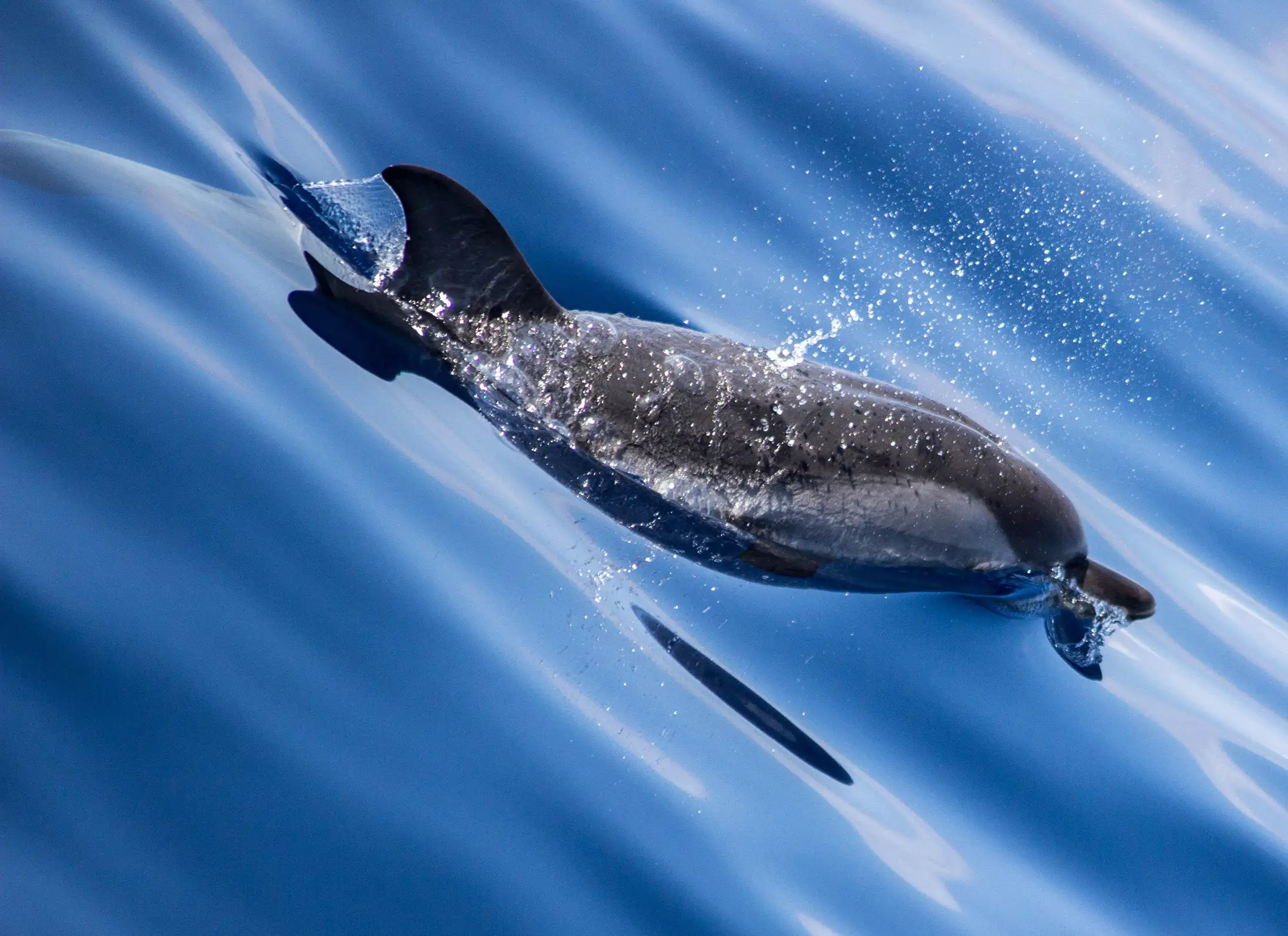 Au départ de Villefranche-sur-Mer : visite guidée d'observation des dauphins