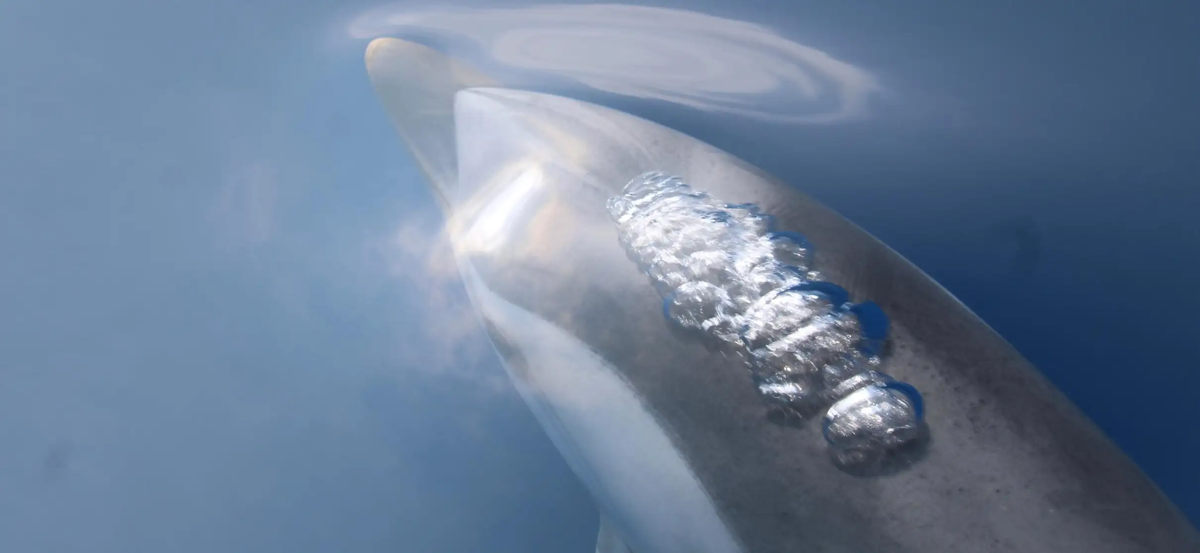 Au départ de Villefranche-sur-Mer : visite guidée d'observation des dauphins