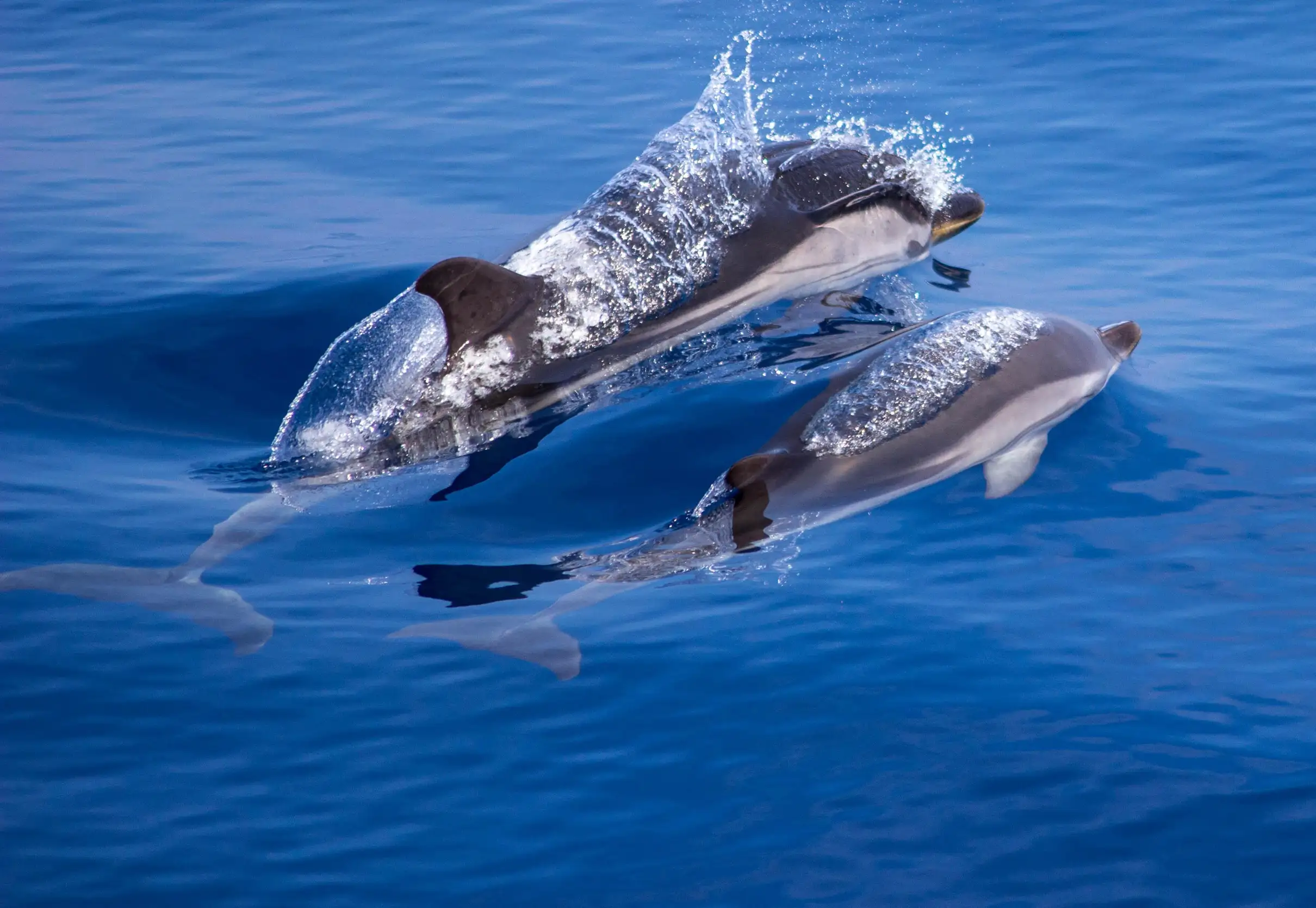 Au départ de Villefranche-sur-Mer : visite guidée d'observation des dauphins