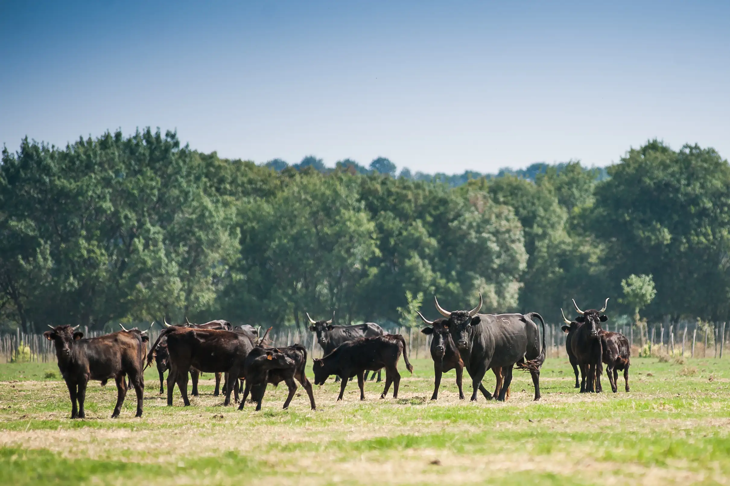 Camargue : Demi-journée de safari guidé en 4x4