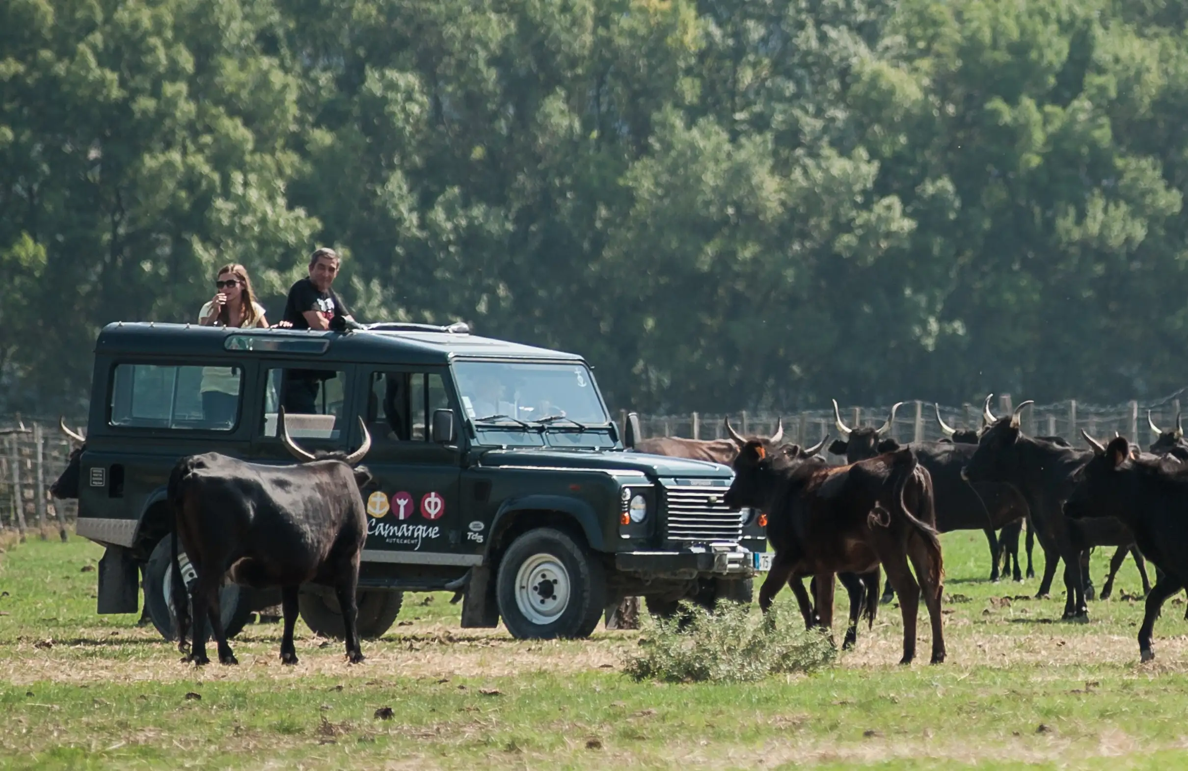 Camargue : Demi-journée de safari guidé en 4x4