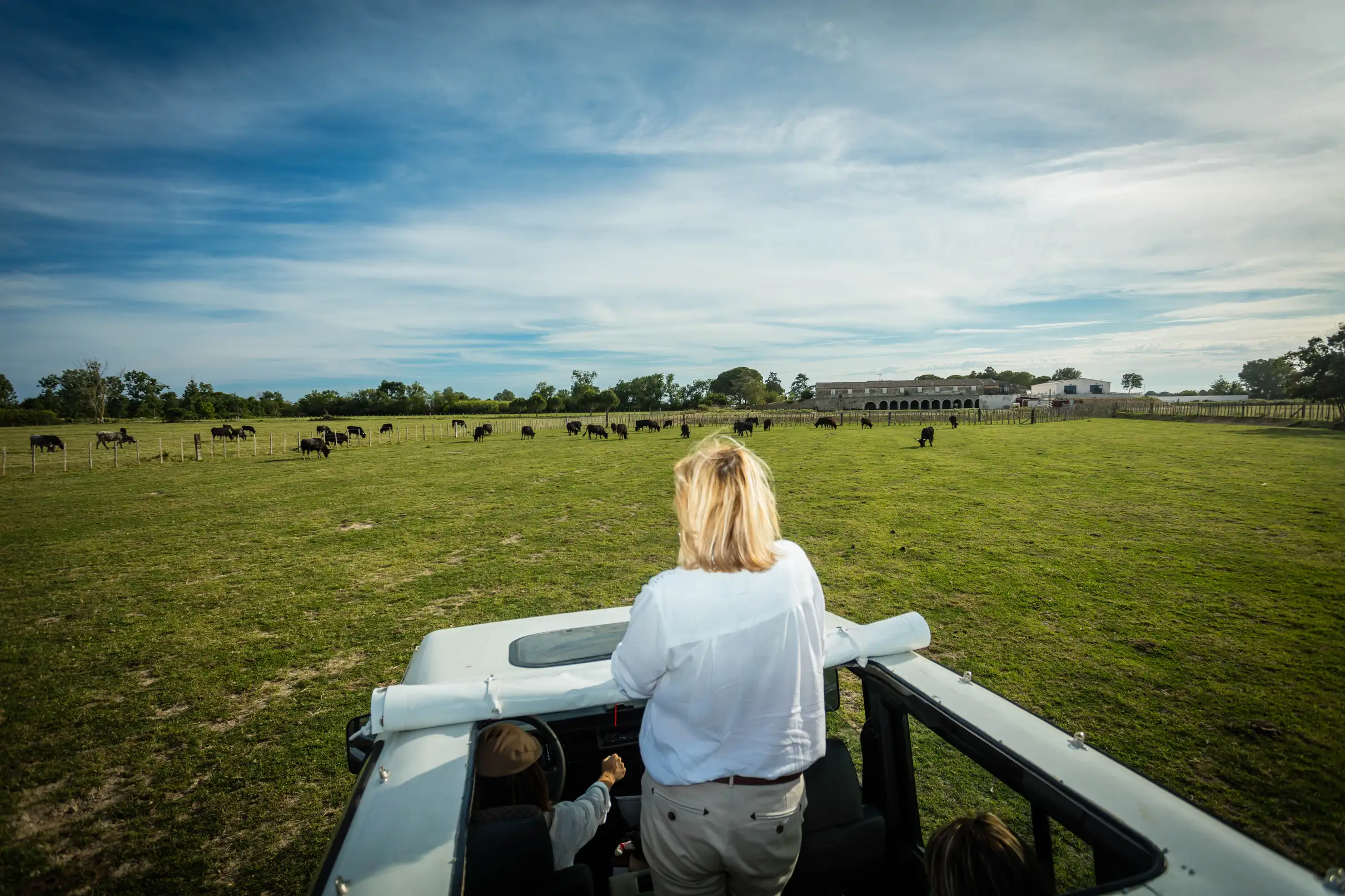 Camargue : Demi-journée de safari guidé en 4x4