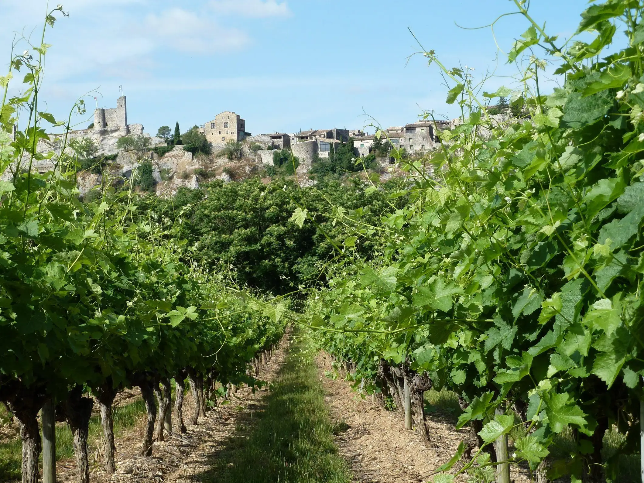 Saint-Martin-d'Ardèche : Visite et dégustation de vins à vélo électrique