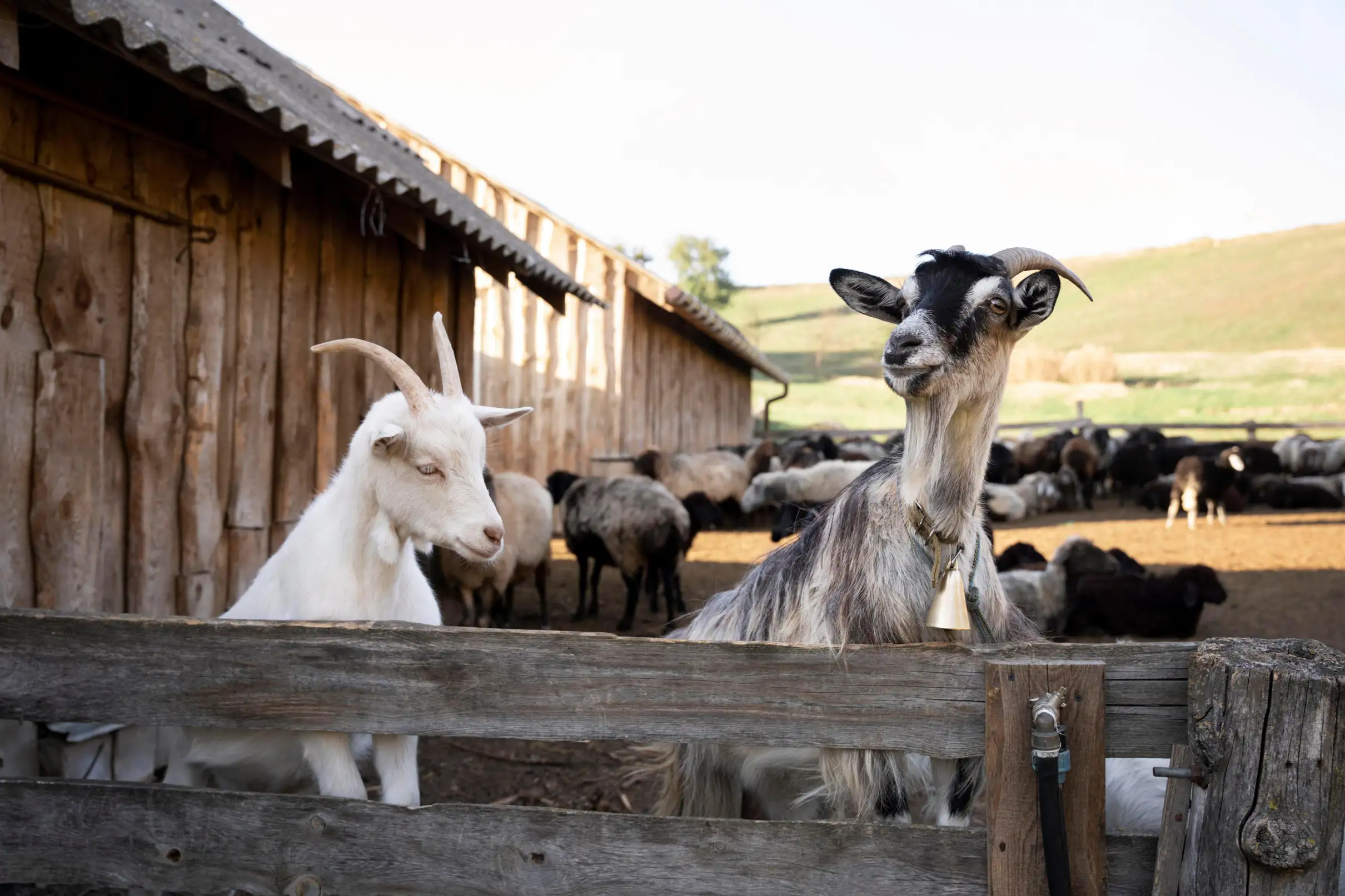 Sud Ardèche : excursion gourmande entre Picodon, liqueurs et huile d'olive