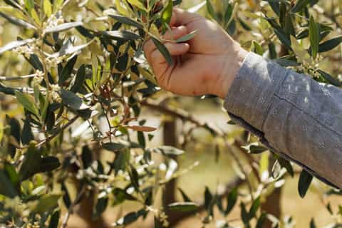 Sud Ardèche : excursion gourmande entre Picodon, liqueurs et huile d'olive
