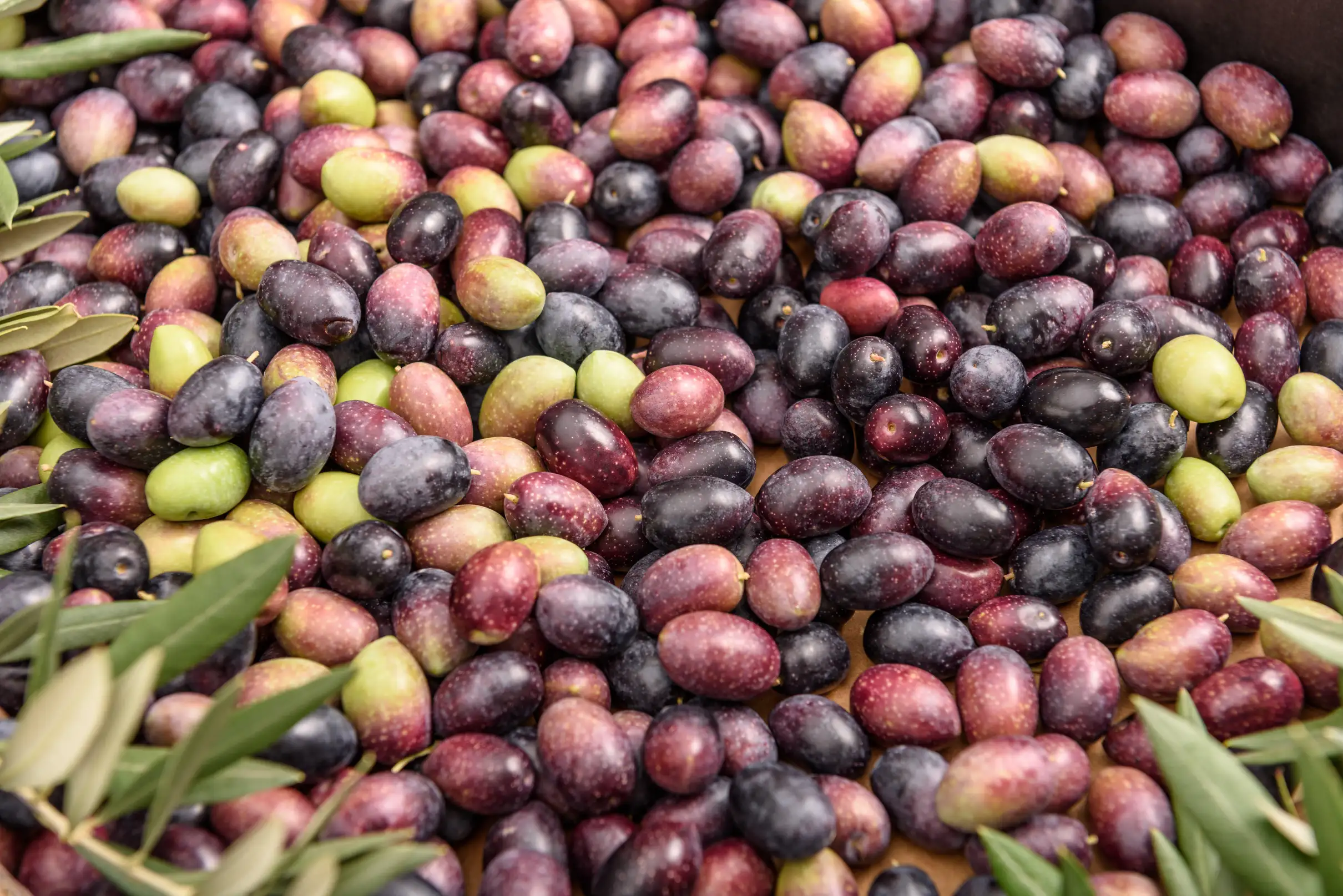 Sud Ardèche : excursion gourmande entre Picodon, liqueurs et huile d'olive