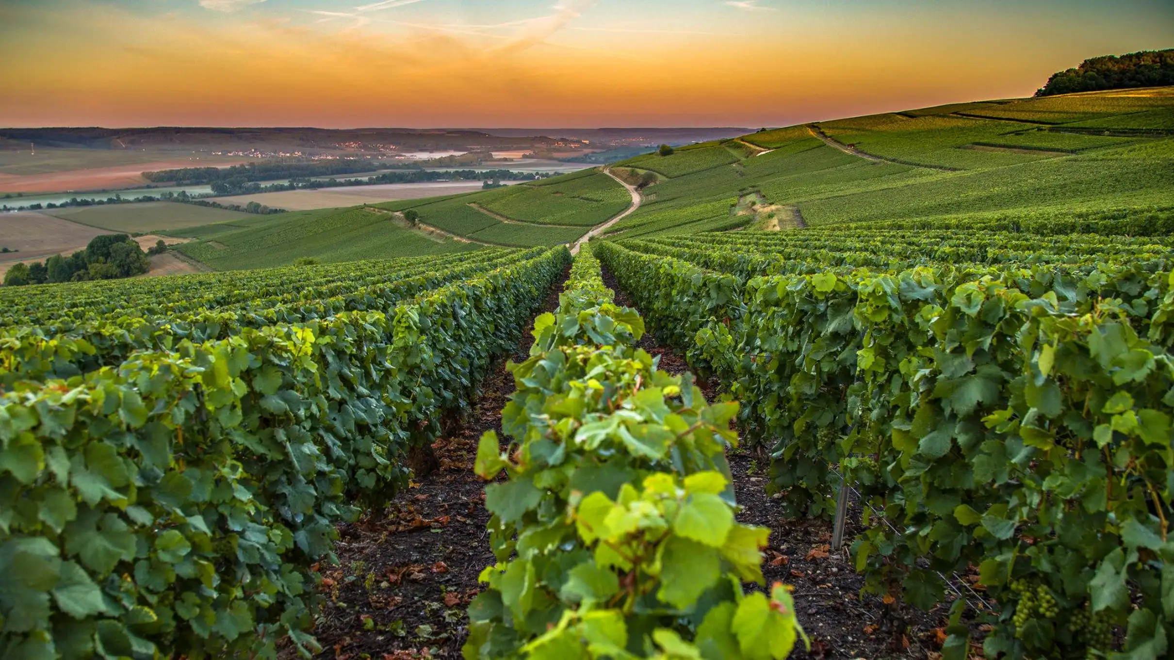 Dégustation de vins biologiques avec visite d'une demi-journée à Saint-Paul au départ de Nice