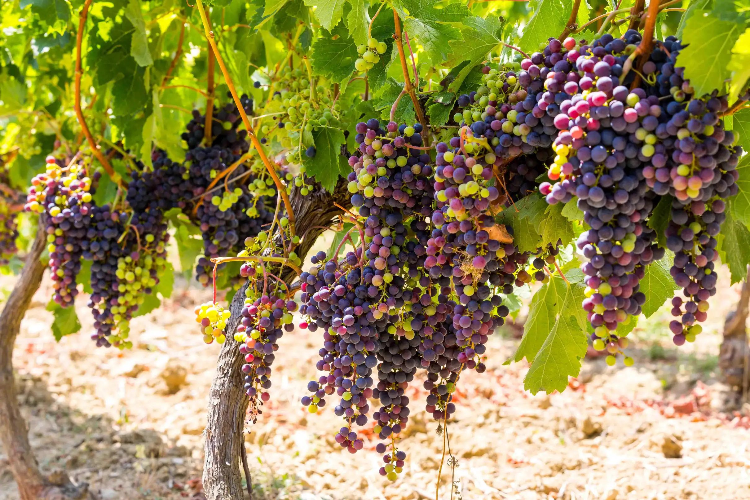 Dégustation de vins biologiques avec visite d'une demi-journée à Saint-Paul au départ de Nice