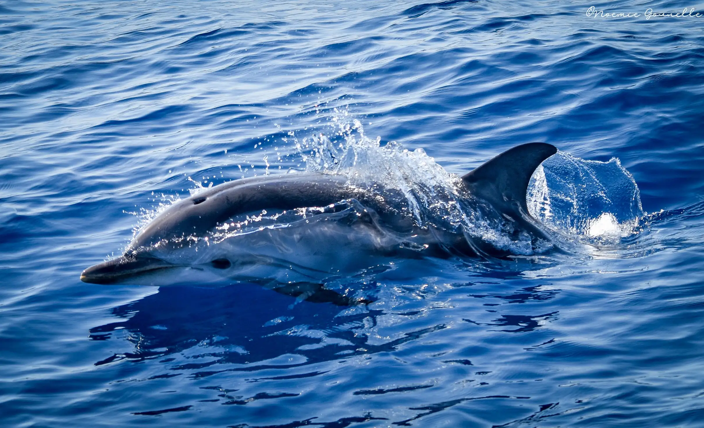 Whale-Watching, Dauphins & Baleines au départ de Bandol