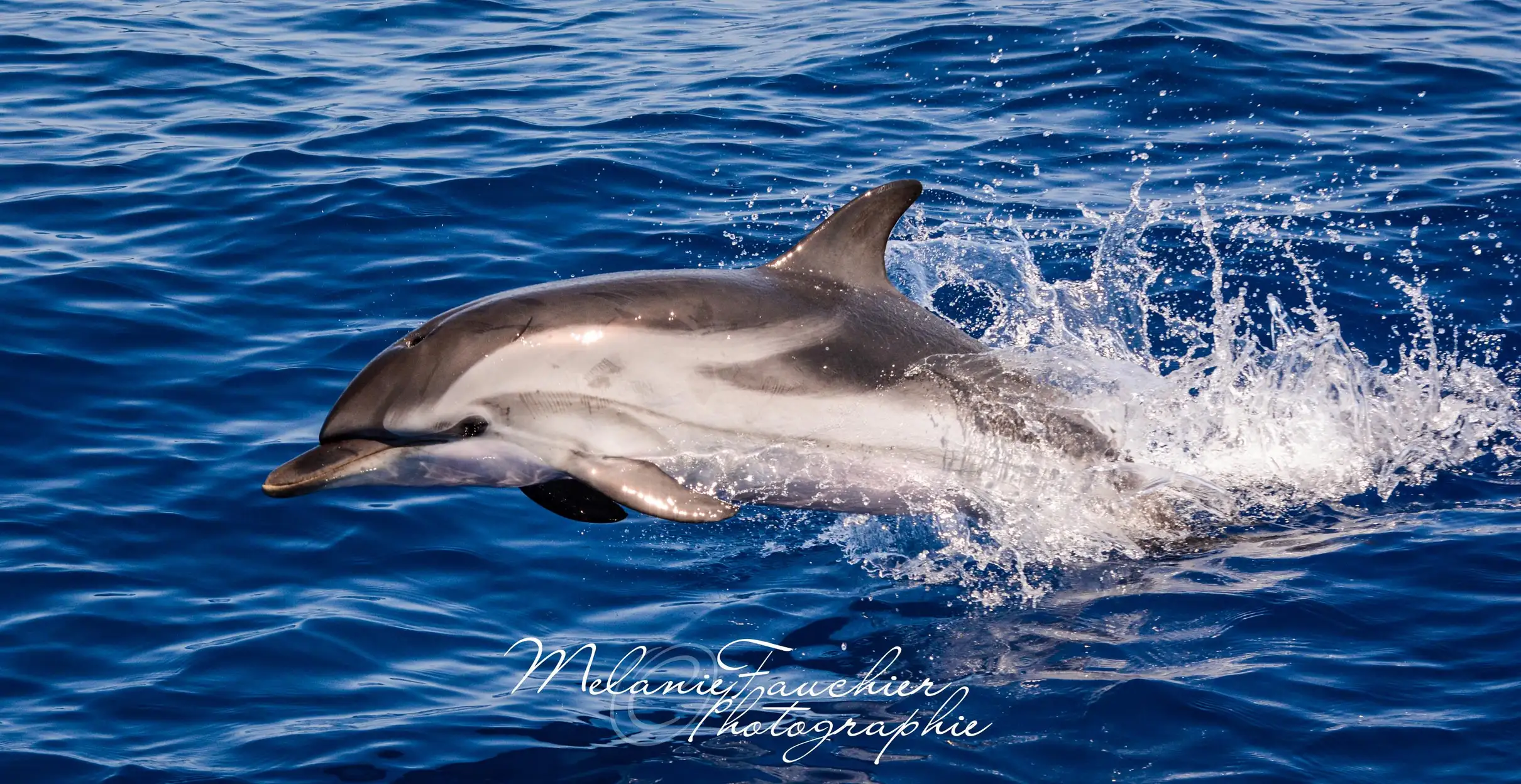 Whale-Watching, Dauphins & Baleines au départ de Bandol