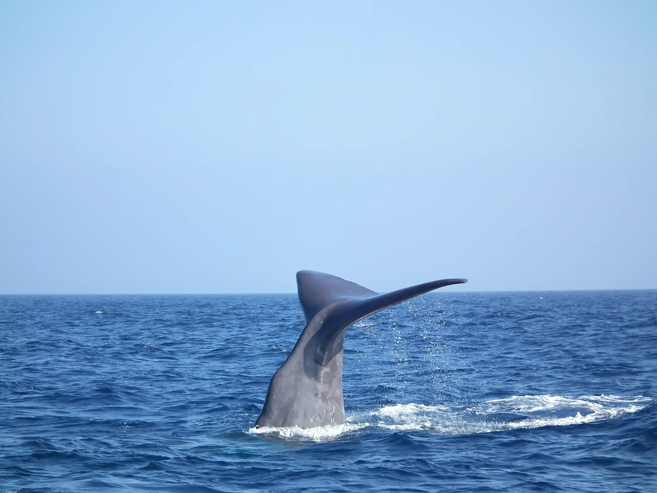 Whale-Watching, Dauphins & Baleines au départ de Bandol