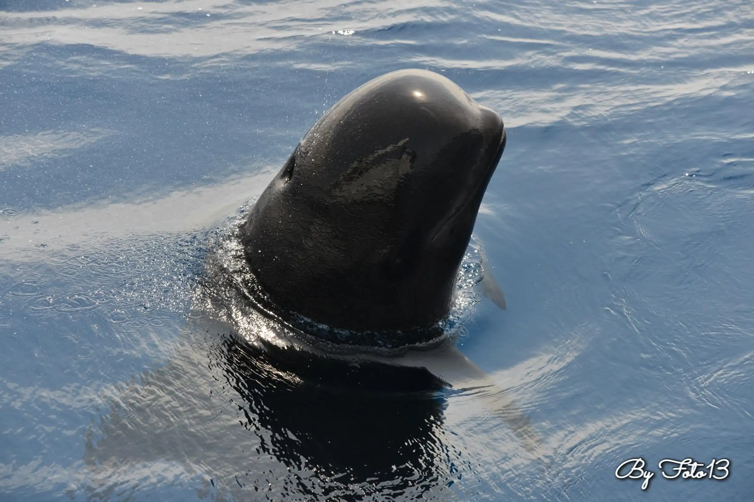 Whale-Watching, Dauphins & Baleines au départ de Bandol